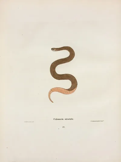 Calamaria Elapsoidea
