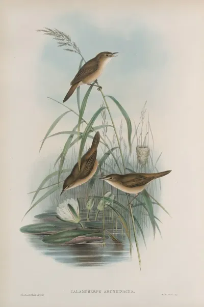 Calamoherpe Arundinacea Reed Warbler