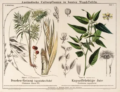Calamus Draco Corchorus Capsularis Drakenbloedboom Witte Jute