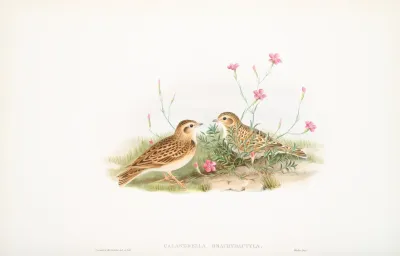 Calandrella Brachydactyla Short Toed Lark