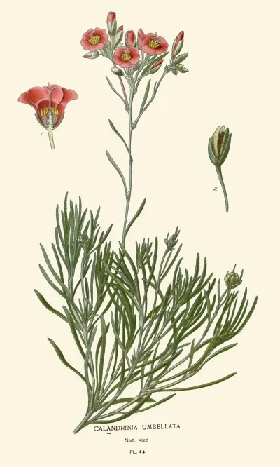 Calandrinia Umbellata