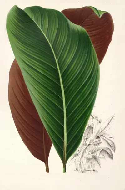 Calathea Pacifica