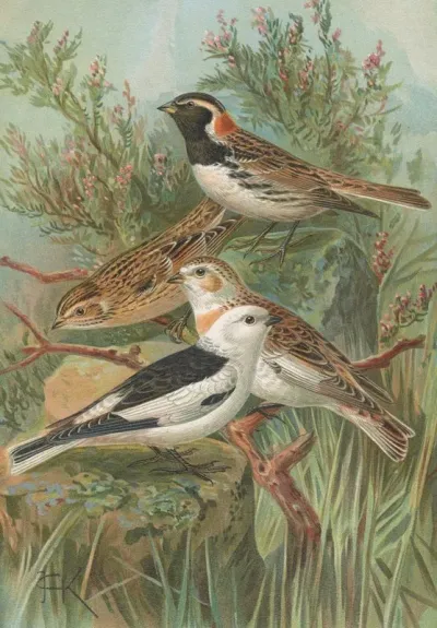 Calcarius Lapponicus Plectrophenax Nivalis