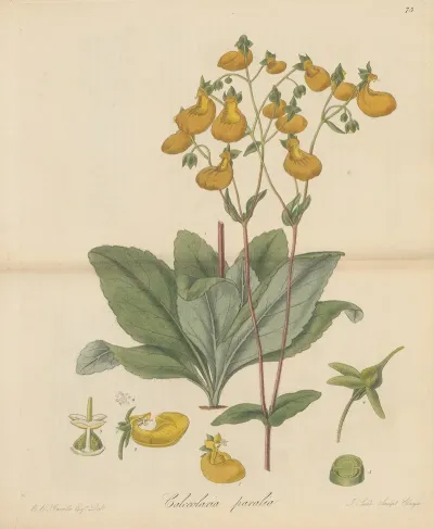 Calceolaria Paralia