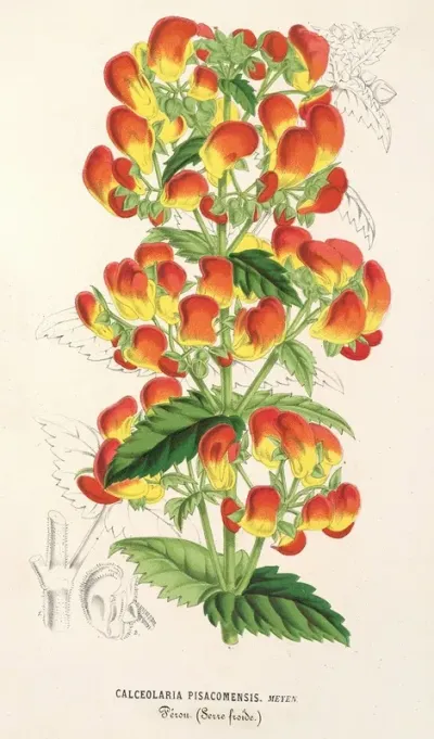 Calceolaria Pisacomensis