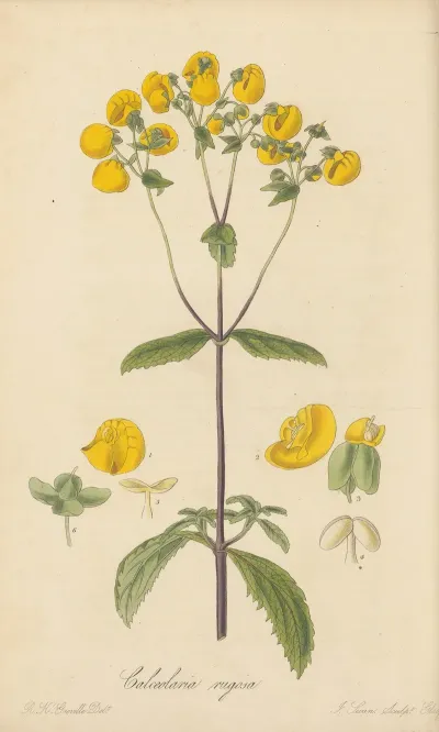 Calceolaria Rugosa