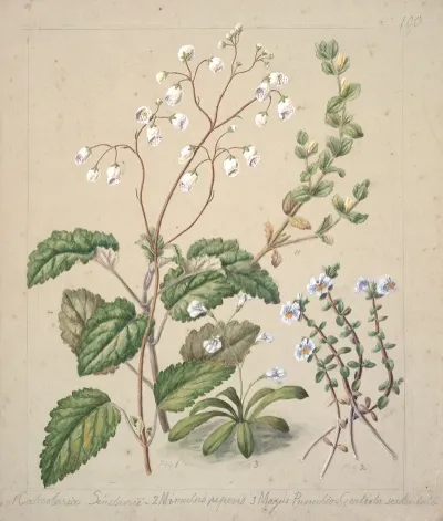 Calceolaria Sinclarii Mimulus Repens Mazus Pumilio