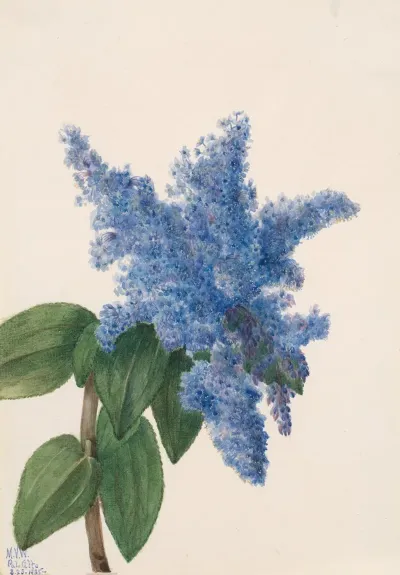 California Lilac Ceanothus Thyrsiflorus