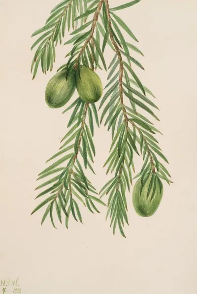 California Nutmeg Tumion Californicum