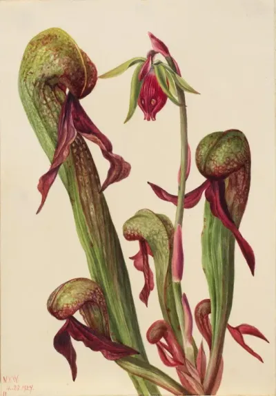 California Pitcherplant Chrysamphora Californica 2