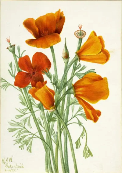 California Poppy Eschscholtzia Californica