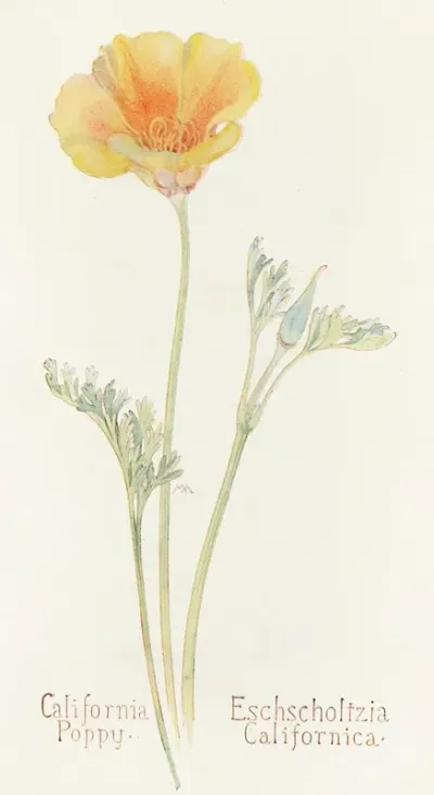 California Poppy