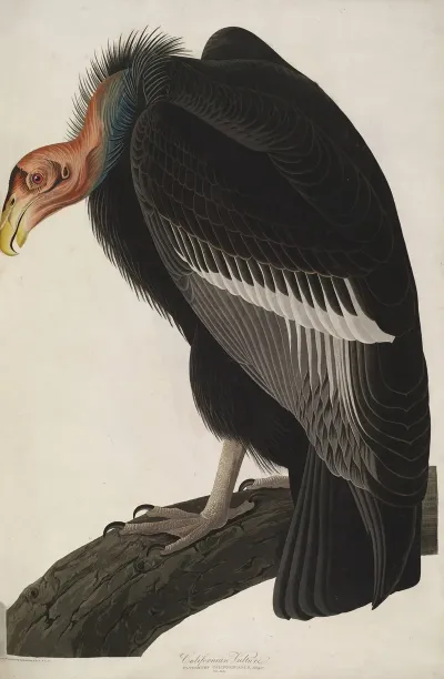 California Vulture