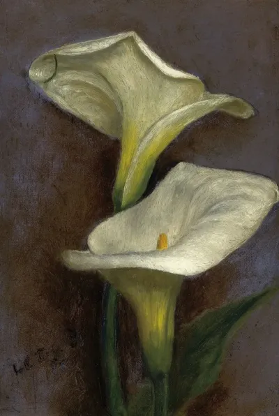 Calla Lilies 2
