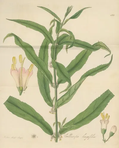 Callicarpa Longifolia