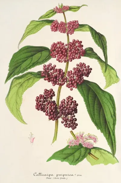 Callicarpa Purpurea
