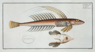 Callionymus Lyra The Gemmeous Dragonet
