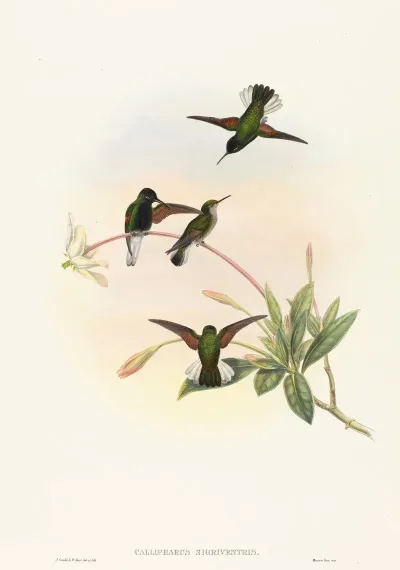 Callipharus Nigriventris Black Bellied Hummingbird