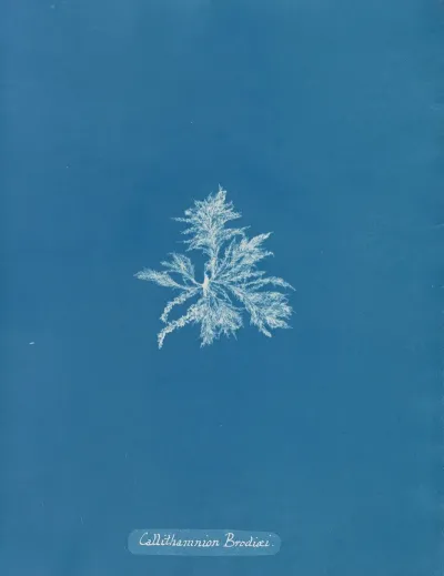 Callithamnion Brodiaei