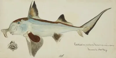 Callorhynchus Milii Tas Elephant Fish