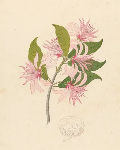 Calodendrum Capense
