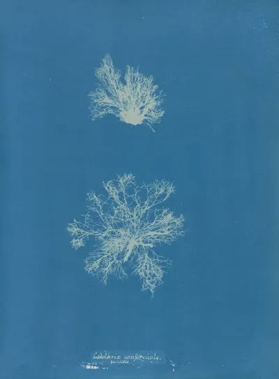 Calothrix Confervicola