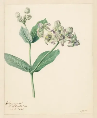 Calotropis