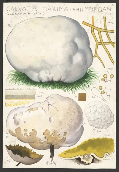 Calvatia Maxima Schff Morgan Globaria Bovista L