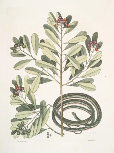 Calyculato Anguis Gracilis Fuscus The Ribbon Snake