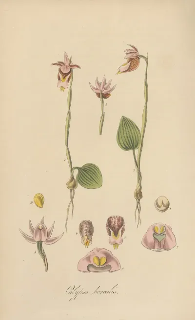 Calypso Borealis