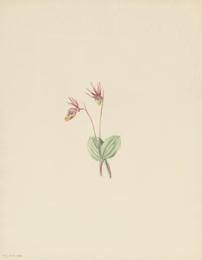 Calypso Cytherea Bulbosa 3