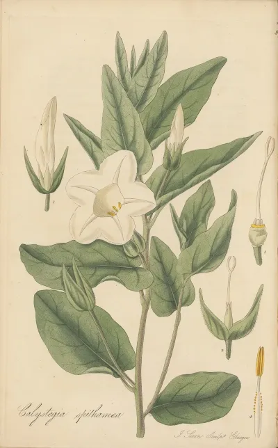 Calystegia Spithamaea
