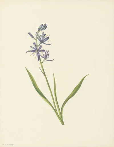 Camas Quamasia Quamash 3