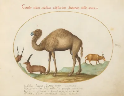 Camel Ibex And Goat