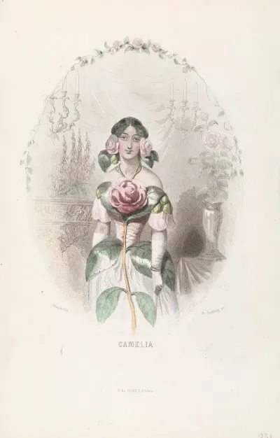 Camelia