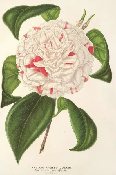Camellia Angelo Cocchi