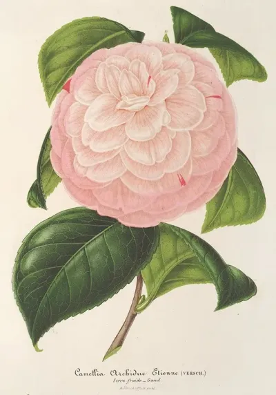 Camellia Archiduc Etienne