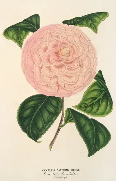 Camellia Caterina Rossi