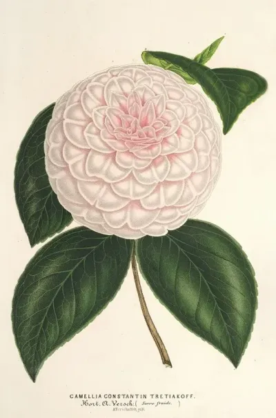 Camellia Constantin Tretiakoff Hybr