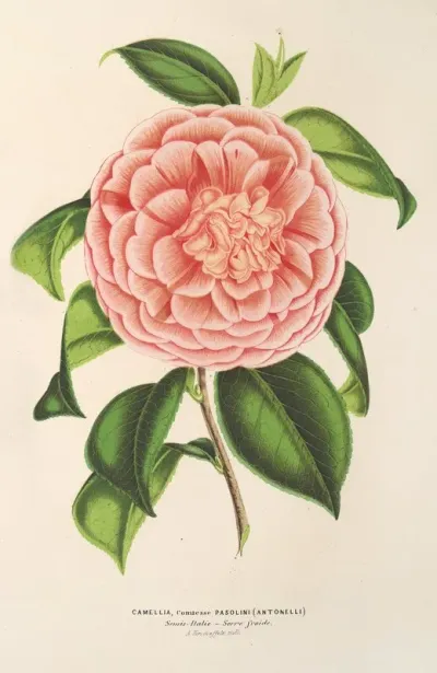 Camellia Contessa Pasolini