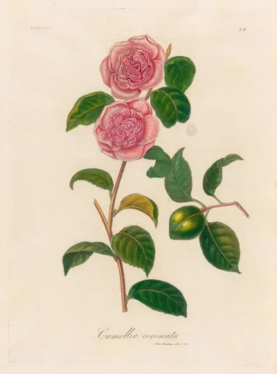 Camellia Coronata