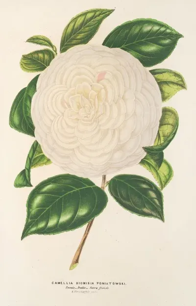 Camellia Dionisia Poniatowski
