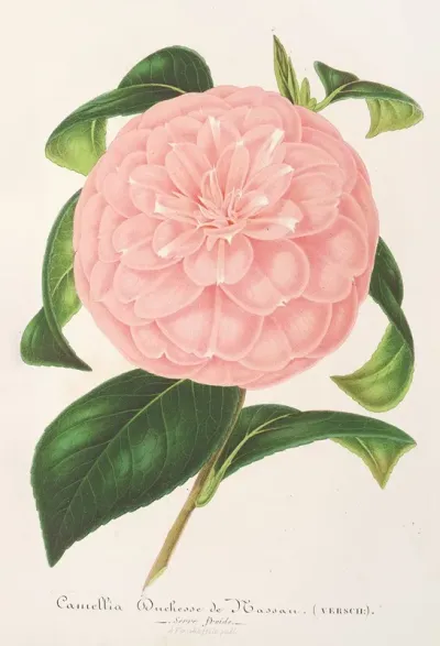 Camellia Duchesse De Nassau