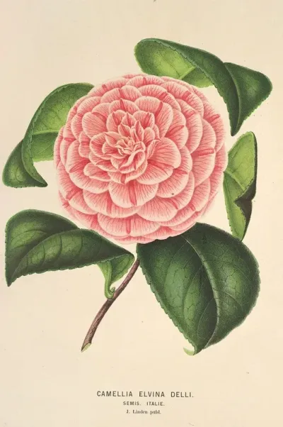 Camellia Elvina Delli