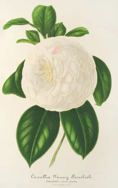 Camellia Fanny Sanchioli