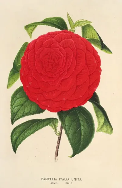 Camellia Italia Unita