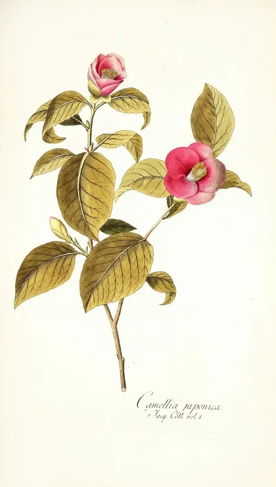 Camellia Japonica