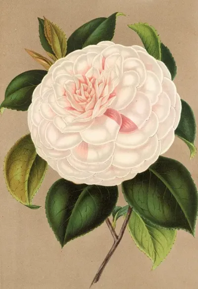Camellia Madame Cachet