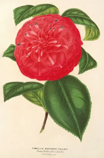 Camellia Marianna Talenti