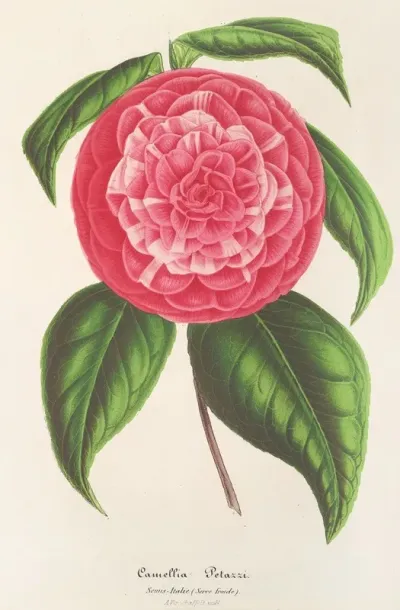 Camellia Petazzi